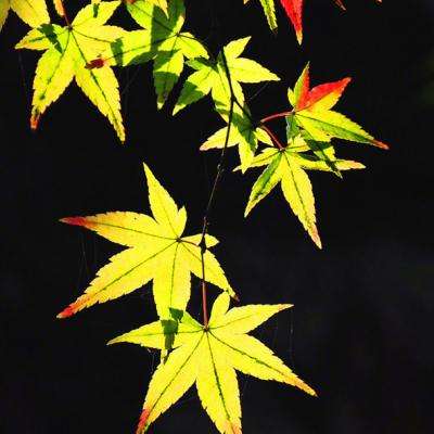 舰姬大作战手游下载