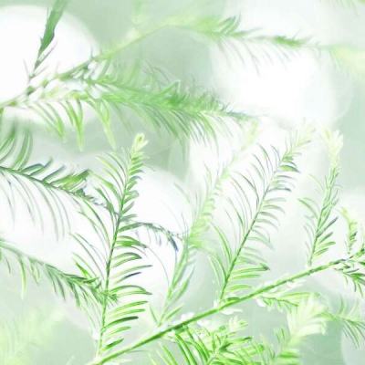 火焰与铁拳手游